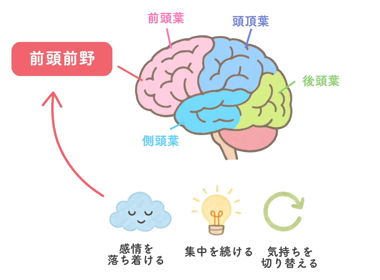 脳の図解イラスト